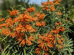 Image result for Leonotis