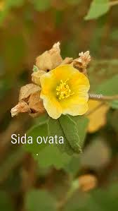 Image result for Sida ovata