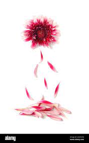pétalos cayendo de la flor de gerbera sobre fondo blanco, concepto  Fotografía de stock - Alamy