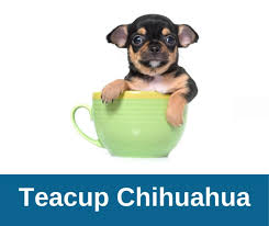 Das körpergewicht liegt im durchschnitt zwischen 1,5 und 3 kg. á… Teacup Chihuahua Oder Mini Chihuahua Chihuahua