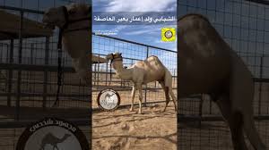 هيمنت سلالة الفحل «الشبابي العاصفة» على قمة الأسعار لليوم الثالث على التوالي، وفاز خليفة شاهين المرر بالقعود المنحدر من سلالة الأب «الشبابي ـ العاصفة» والأم «بنت شاهين دغاش» ودفع السعر. Ø§Ù„Ø´Ø¨Ø§Ø¨ÙŠ ÙˆÙ„Ø¯ Ø¥Ø¹Ù…Ø§Ø± Ø¨Ø¹ÙŠØ± Ø§Ù„Ø¹Ø§ØµÙØ© Youtube