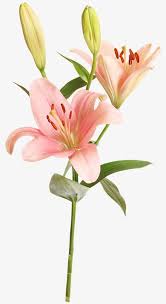 Pink Lily Flower Painting Beautiful Flowers Pictures Watercolor Flowers Tutorial
