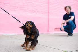 Dog Prefers Strangers Over You Don T Worry Experts Say Top Dog Tips