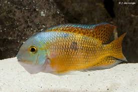 Image result for Hyparrhenia niariensis