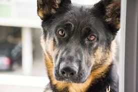 Also, whether they have metastasized or not or have however, being aware of the symptoms can ensure the dog is diagnosed early on in the disease's path and promptly treated, allowing for the best. Symptoms Of Arthritis In Dogs Aspca Pet Health Insurance