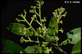 Image result for Magnistipula