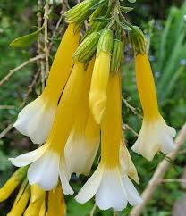 Image result for Cantua