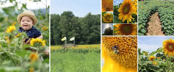 We fertilize our soil with a combination of green. Mazes Alstede Farms Nj