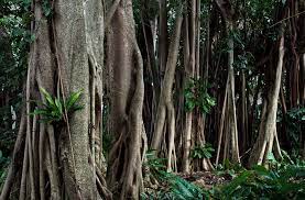 One of the chief requirements of the modern rubber processing industry. 14 Remarkable Facts About Rubber Trees Fact City