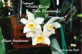 Image result for Disa cryptantha