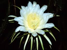 Cereus cacti encompass more than 30 species of plants in the family cactaceae. Dama De Noche Night Flowers Butterfly Flowers Plants