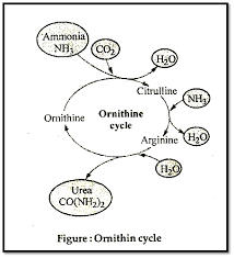 Biology Urine Formation Kidney Functions Askiitians