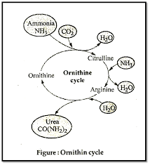 biology urine formation kidney functions askiitians