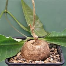 Image result for Raphionacme globosa