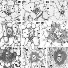 Image result for Blepharis diversispina