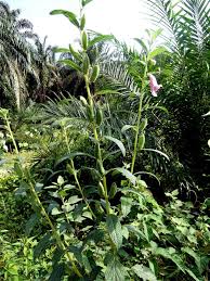 Image result for Sesamum radiatum