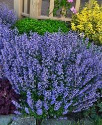 Share Cat S Meow Catmint Nepeta Faassenii Photo By Proven Winners If You Re Looking For A Tough As Na Purple Plants Easy Garden Ideas Landscaping Plants