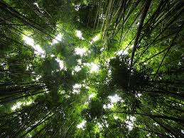 Environmental impact assessment (eia) originates from the national environmental policy act (nepa) prepared in the united states in 1969 and signed into law by the such an approach is based on regulations and guidelines in line with the environmental policy of a particular country. Environmental Impact Assessment Malaysia