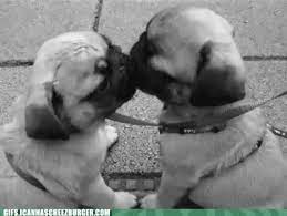 Animal Gifs - kissing - Gifs of funny animals - gifs - funny animals - funny  gifs - Cheezburger