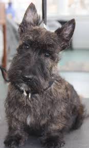 Cute Brindle Scottie Scottish Terrier Puppy Scottie Terrier Dogs