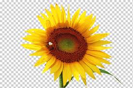 Bunga yang memiliki ciri khas warna kuning, dan selalu menghadap ke arah terbit matahari ini sangat menarik perhatian mereka yang hobi melukis atau menggambar. Bunga Tulip Bunga Matahari Flora Mekar Bunga Matahari Biasa Bunga Matahari Png Klipartz