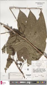 Image result for Lecaniodiscus fraxinifolius