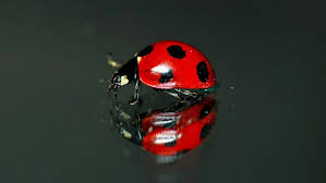 Black And White Ladybug Meaning Ladybug Lieveheersbeestje Lieveheersbeestjes Natuur