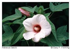 Image result for Hibiscus ludwigii