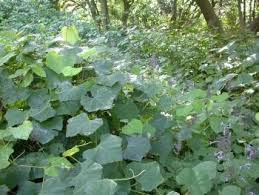 Image result for Rhoicissus revoilii