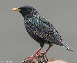 Black And White Birds In Michigan European Starling Sturnus Vulgaris Pet Birds Common Birds Birds