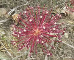 Image result for Crotalaria anthyllopsis