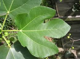 Oak Tree Leaf Identification Chart Galleries Rela Oak Tree