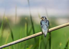 Birds Panosundaki Pin