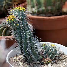 Image result for Euphorbia baylissii