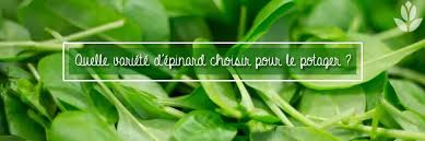Arroser régulièrement et ménager un bon paillage au pied de la il est temps de semer les graines de cornichons en pleine terre. Graines D Epinard Quand Et Comment Semer Quelle Variete Choisir
