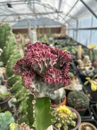 Image result for Euphorbia