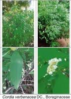 Image result for Cordia sp.A.