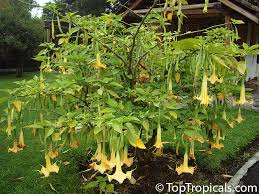 Image result for Brugmansia