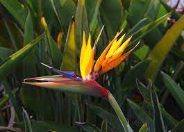 Bird Of Paradise Wallpaper Flower Wallpapers Paradise Wallpaper Birds Of Paradise Greater Bird Of Paradise