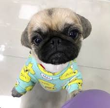 Mommy Can You Make Pancakes For Breakfast Cute Pug Puppies Cute Baby Animals Baby Pugs Imagenes de perritos recien nacidos durmiendo. pinterest