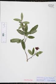 Image result for Ochna cyanophylla