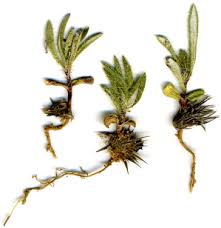 Image result for Hirpicium bechuanense