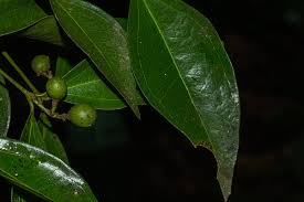 Image result for Strychnos henningsii