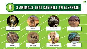 8 Animals That Can Kill An Elephant - A ...