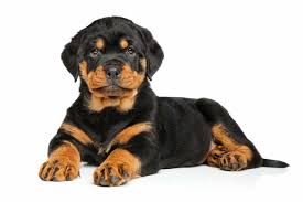 One male and two females which we are willing to give out for adoption they are kc registered, potty,paper & house trained and has all their shots , health and vet papers. Rottweiler Puppies For Sale Adopt Your Puppy Today Infinity Pups