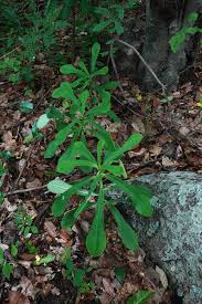 Image result for Chlorophytum zingiberastrum