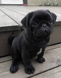 Free Online Photo Editor Photo Editing Collage Maker Graphic Design Picmonkey Cute Pug Puppies Pug Puppies Baby Pugs