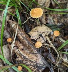Image result for Marasmius siccus