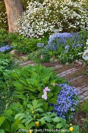 Secret Garden Native Wildflowers Trillium Grandiflora Native Phlox Divaricata Celandine Poppy Along The Pathwa Shade Garden Shade Plants Woodland Garden