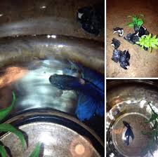 Image result for Tropical Blue 1983 Hussmann